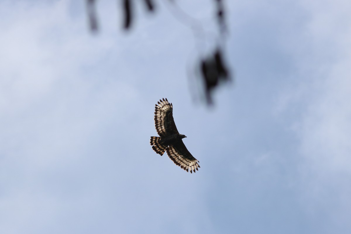 Crowned Eagle - ML119583521