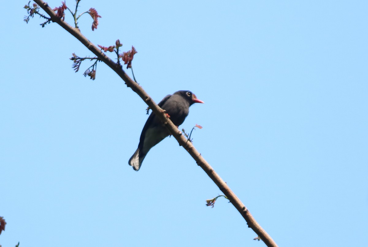 Chestnut-fronted Helmetshrike - John Drummond