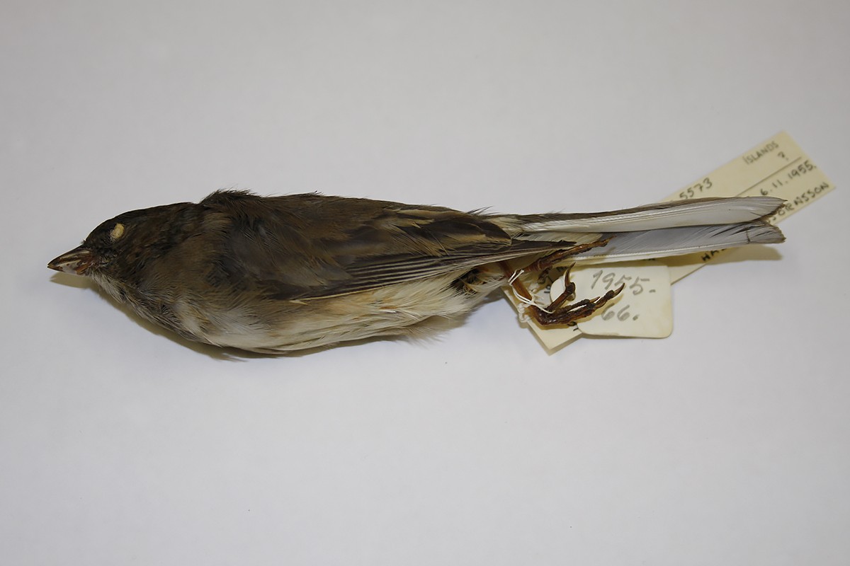 Dark-eyed Junco - ML119584031