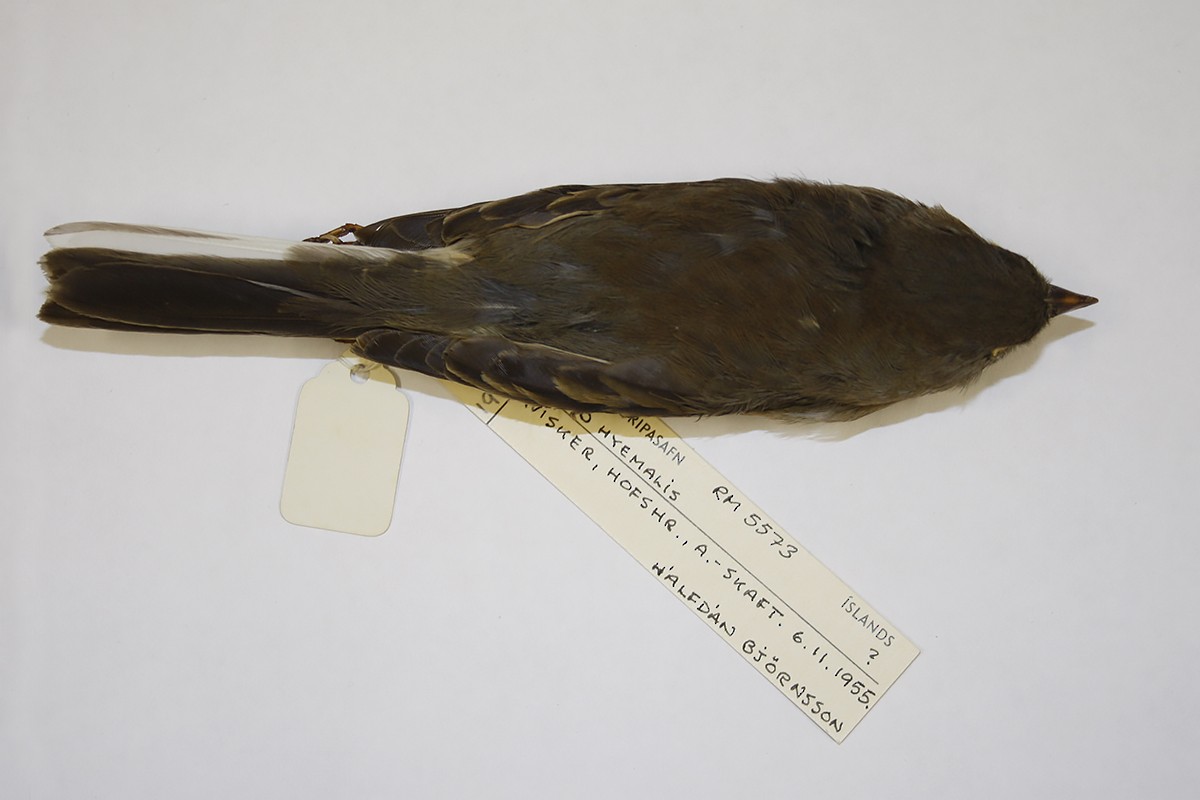 Dark-eyed Junco - ML119584051