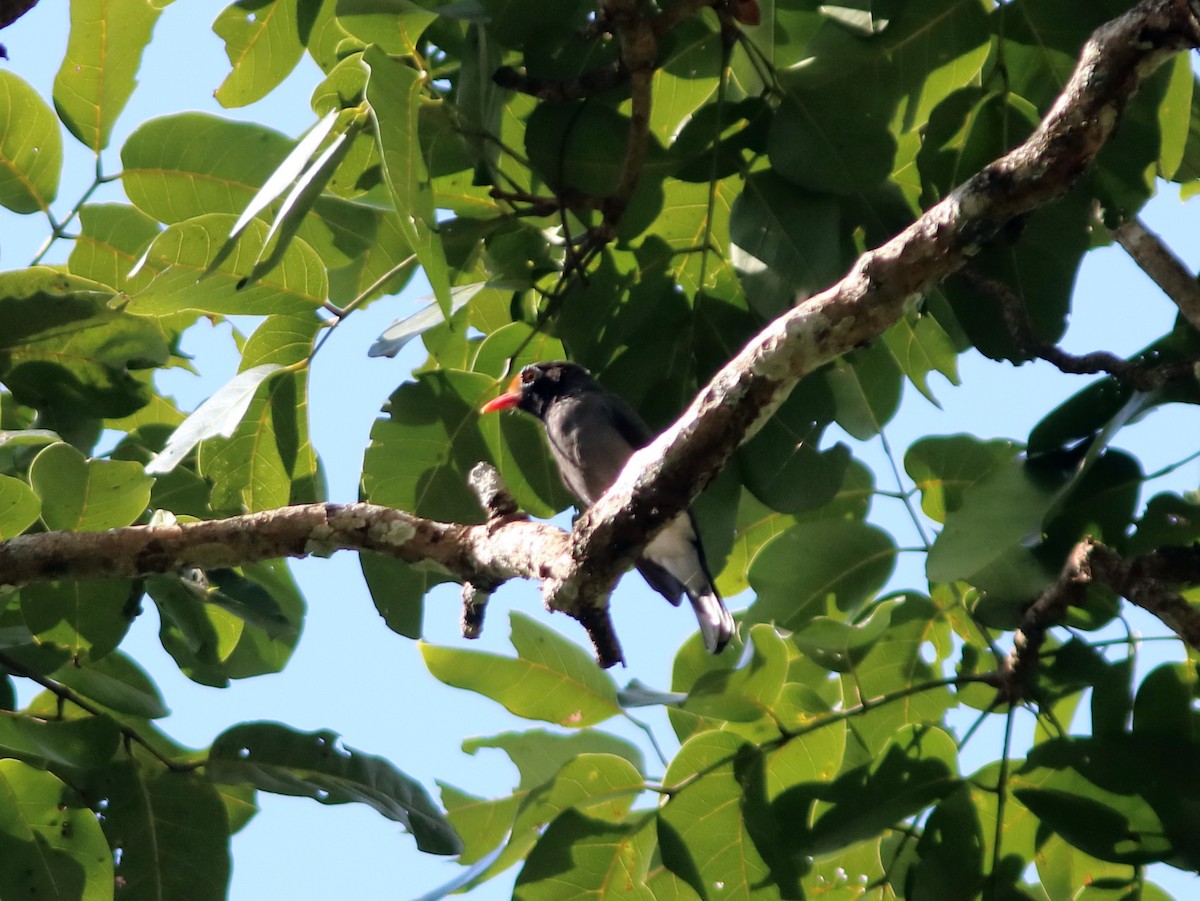 Chestnut-fronted Helmetshrike - John Drummond