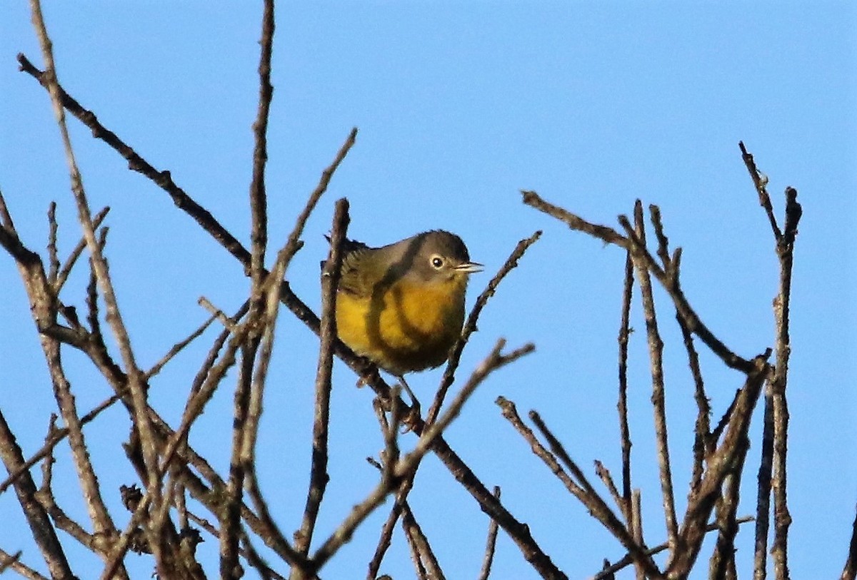 Nashville Warbler - Ann Vaughan