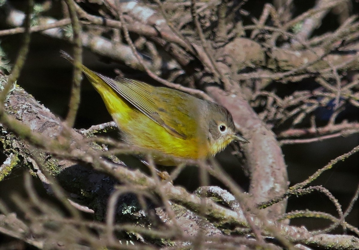 Nashville Warbler - ML119584221