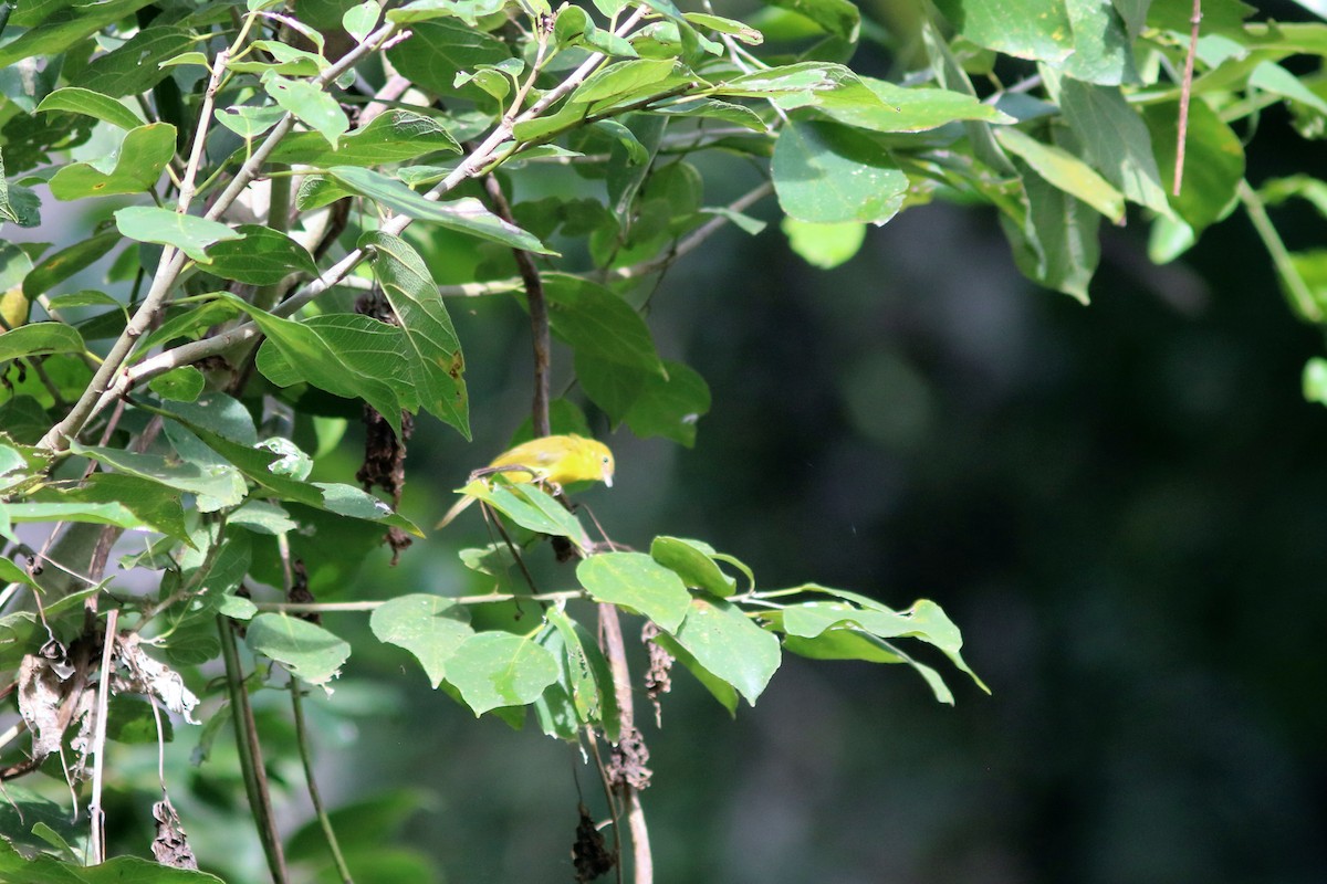 Yellow Flycatcher - ML119584611