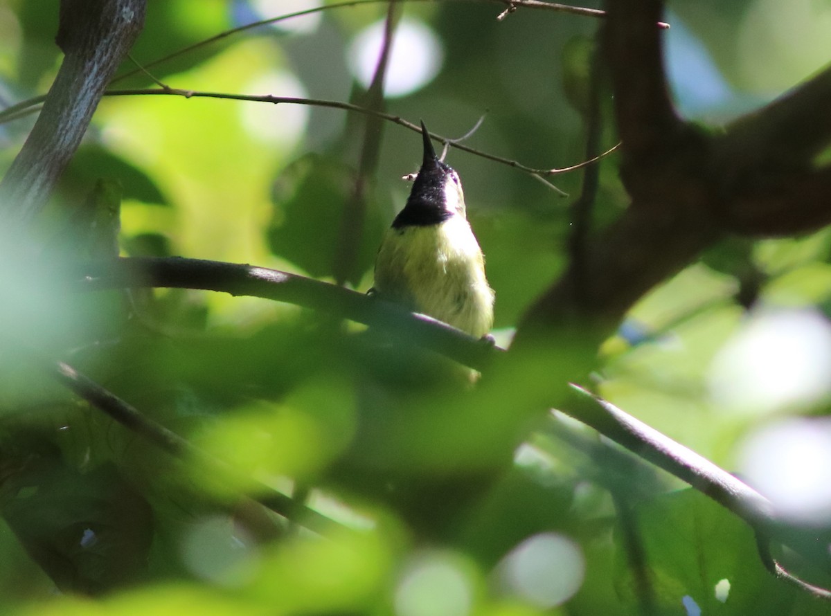 Plain-backed Sunbird - ML119585091