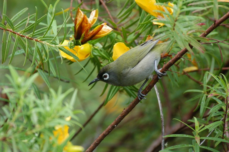 Reunion White-eye - ML119585811