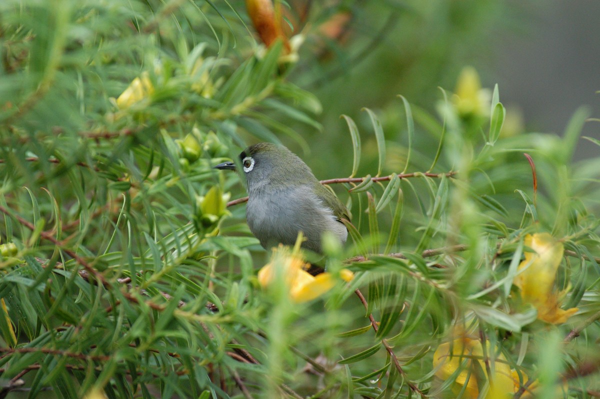 Reunion White-eye - ML119585861