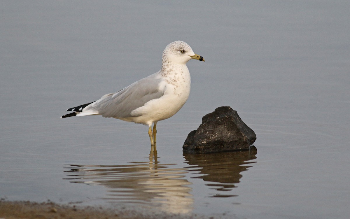 Ring-billed Gull - ML119585991