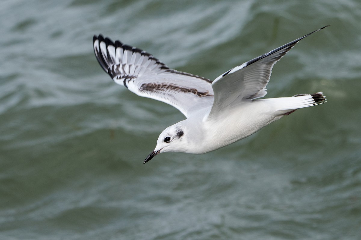 Bonaparte's Gull - ML119586441