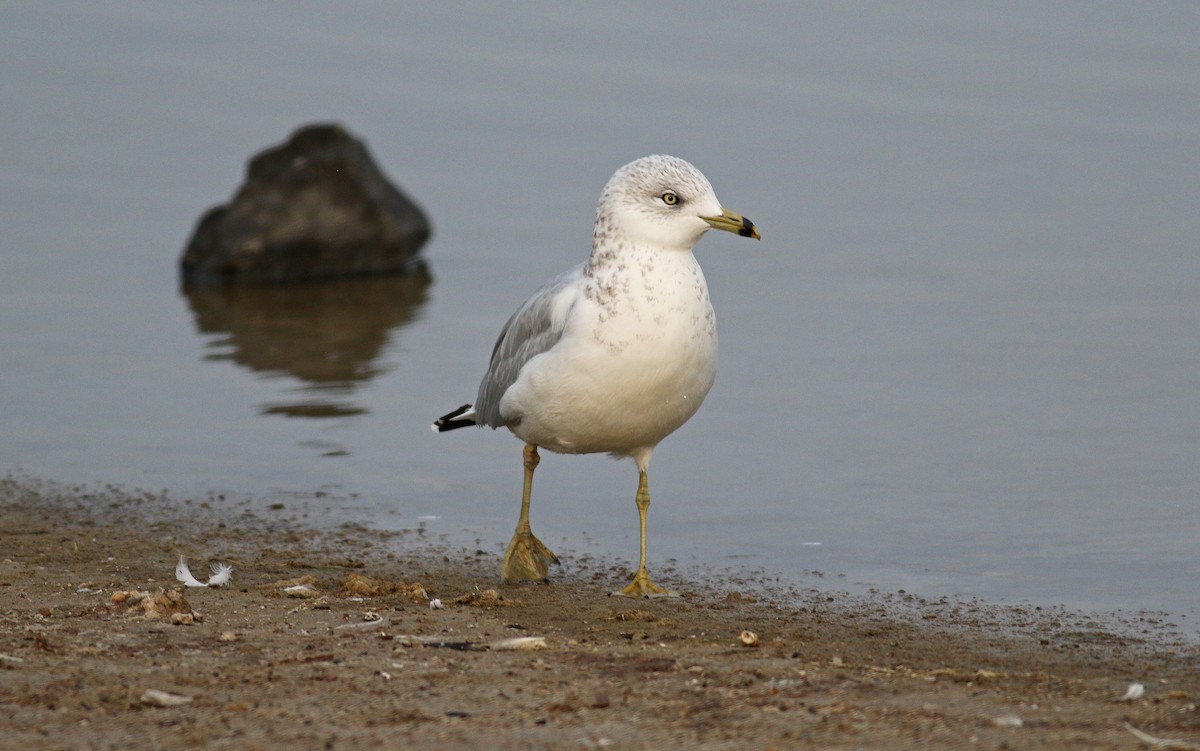 Ring-billed Gull - Steven Kahl