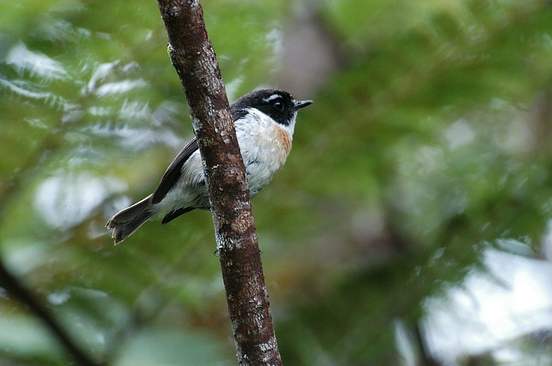 Reunion Stonechat - ML119587121