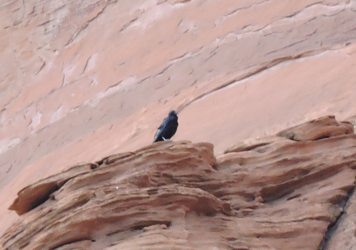 Common Raven - ML119587221