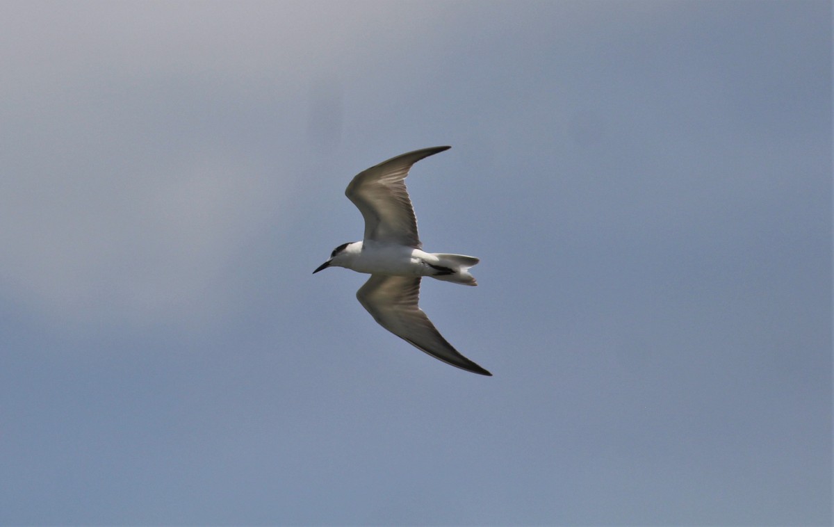 White-winged Tern - ML119589661