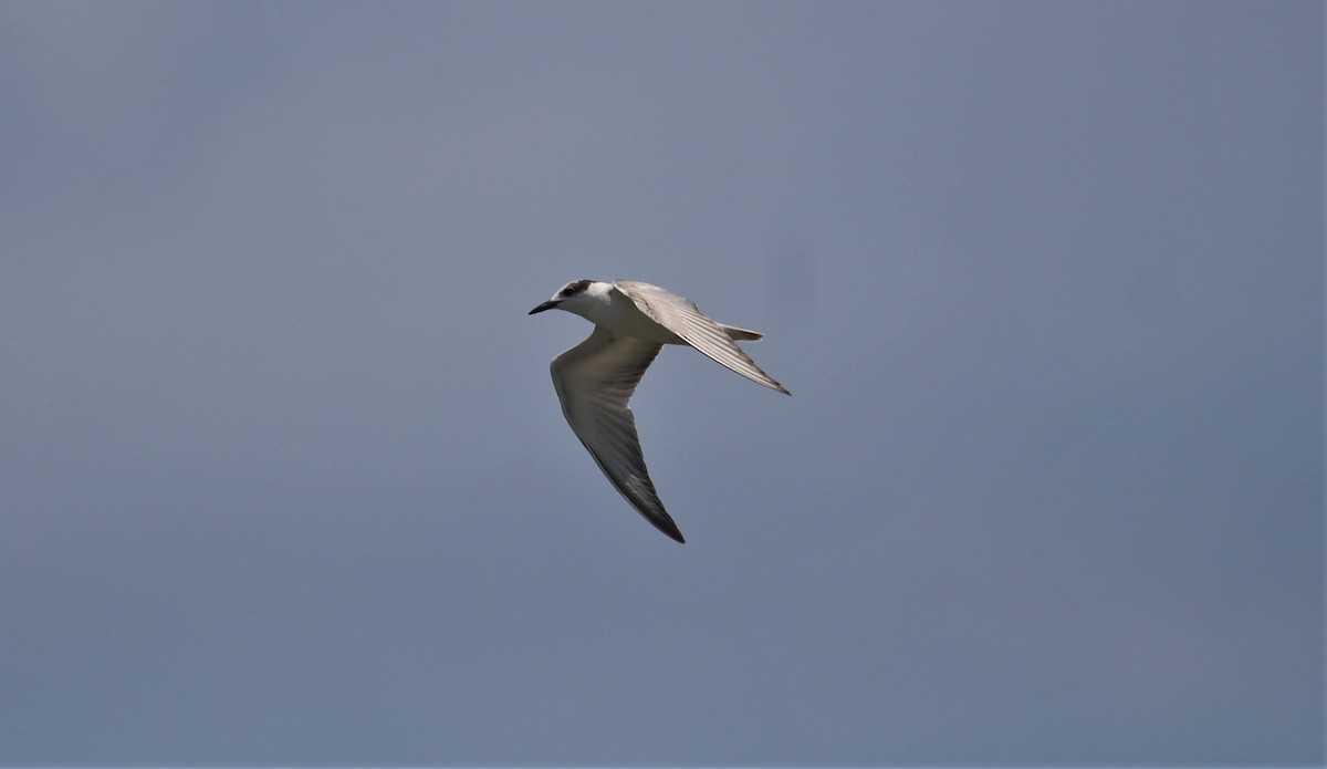 White-winged Tern - ML119589681