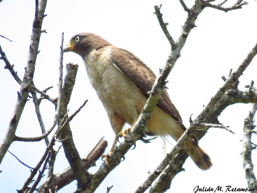 Roadside Hawk - ML119591301