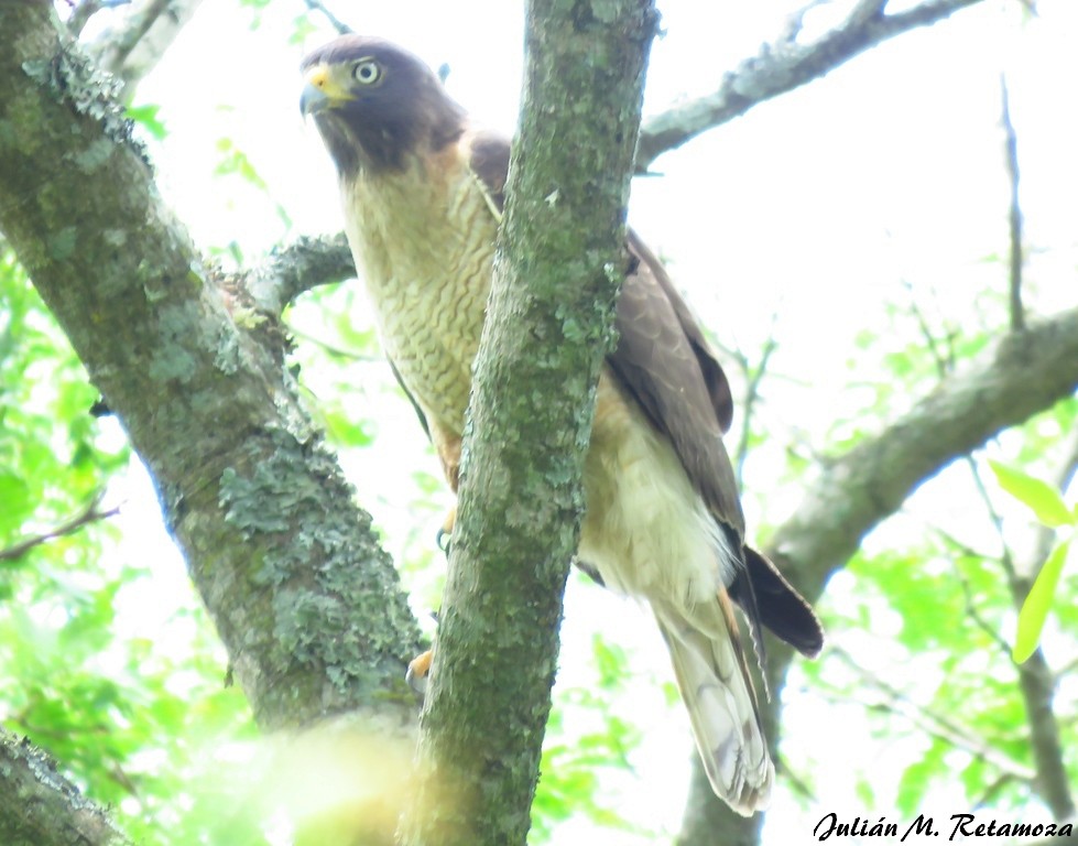 Roadside Hawk - ML119591321