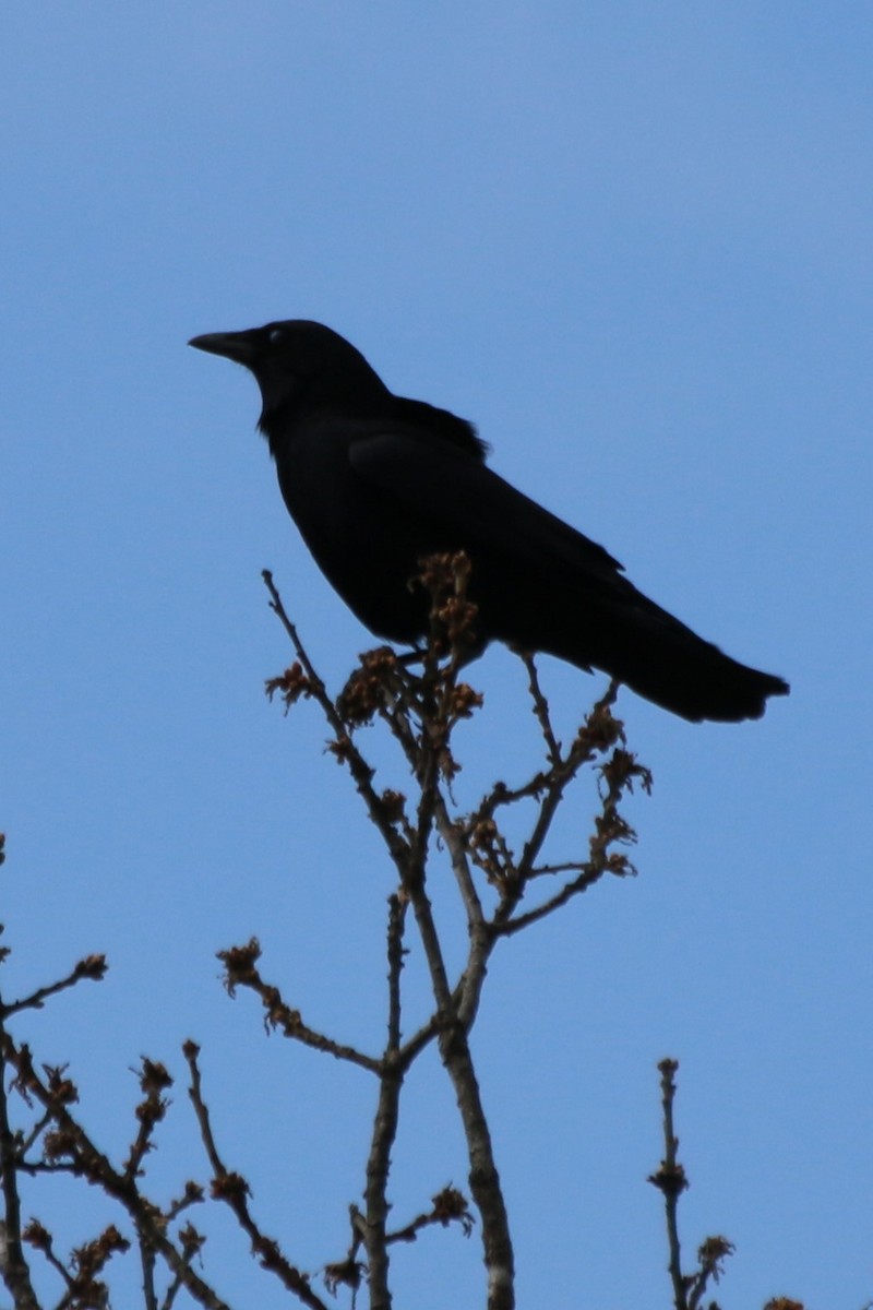 American Crow - ML119591531