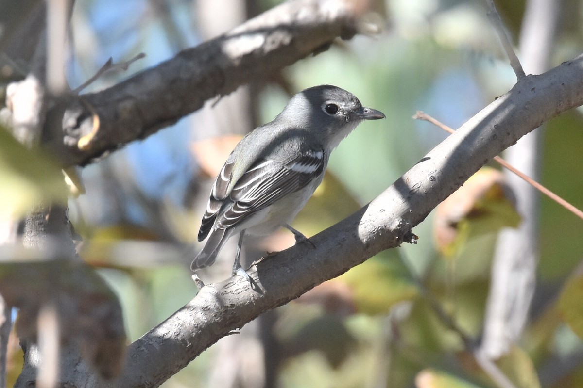 Plumbeous Vireo - ML119594241