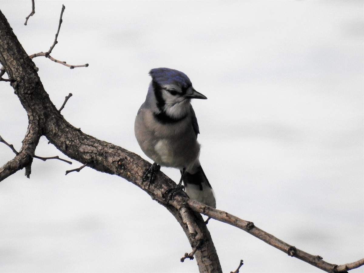 Blue Jay - Ben Meredyk