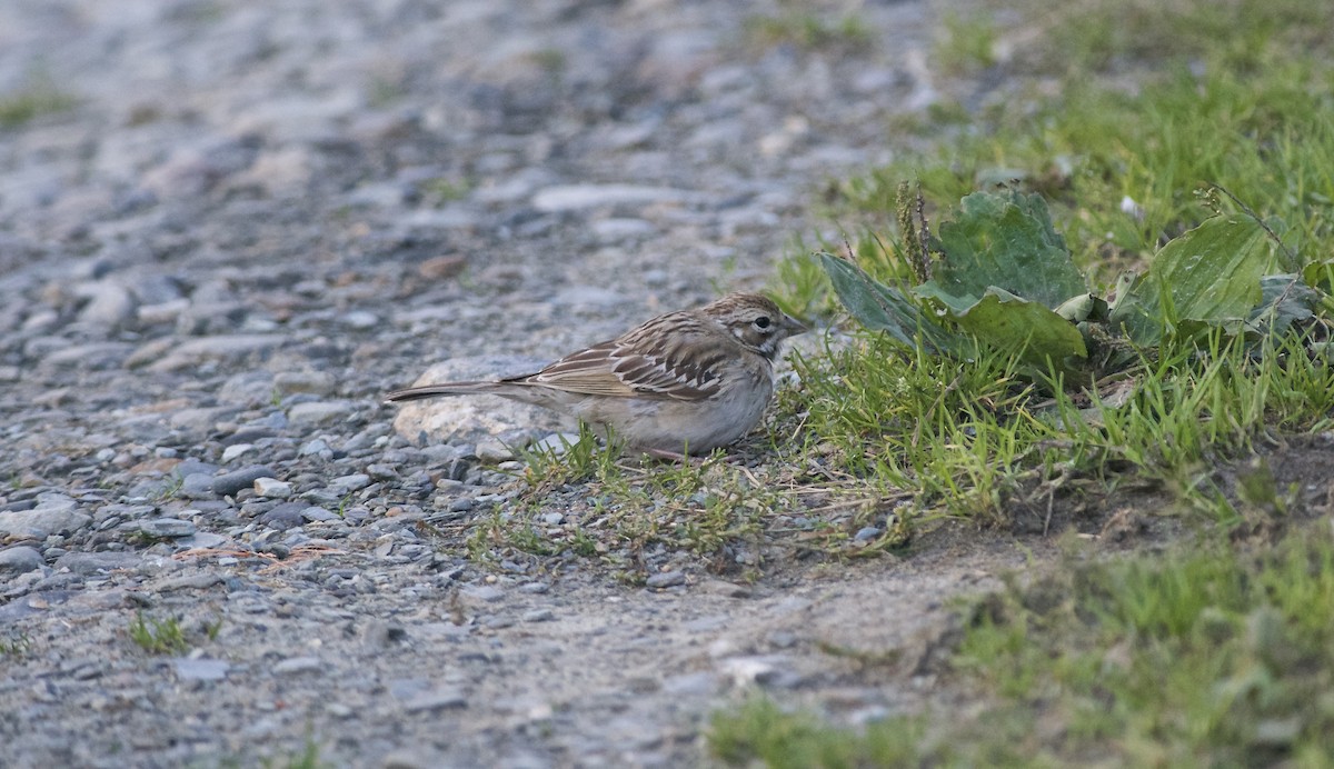 Lark Sparrow - ML119596731