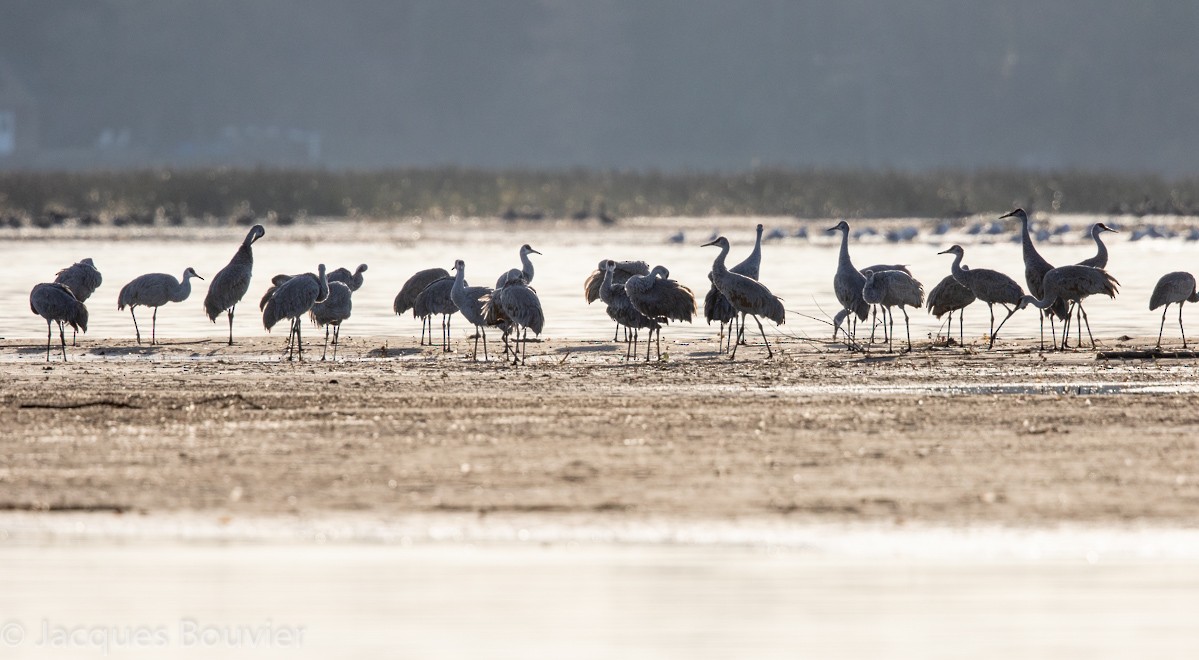 Sandhill Crane - ML119596851