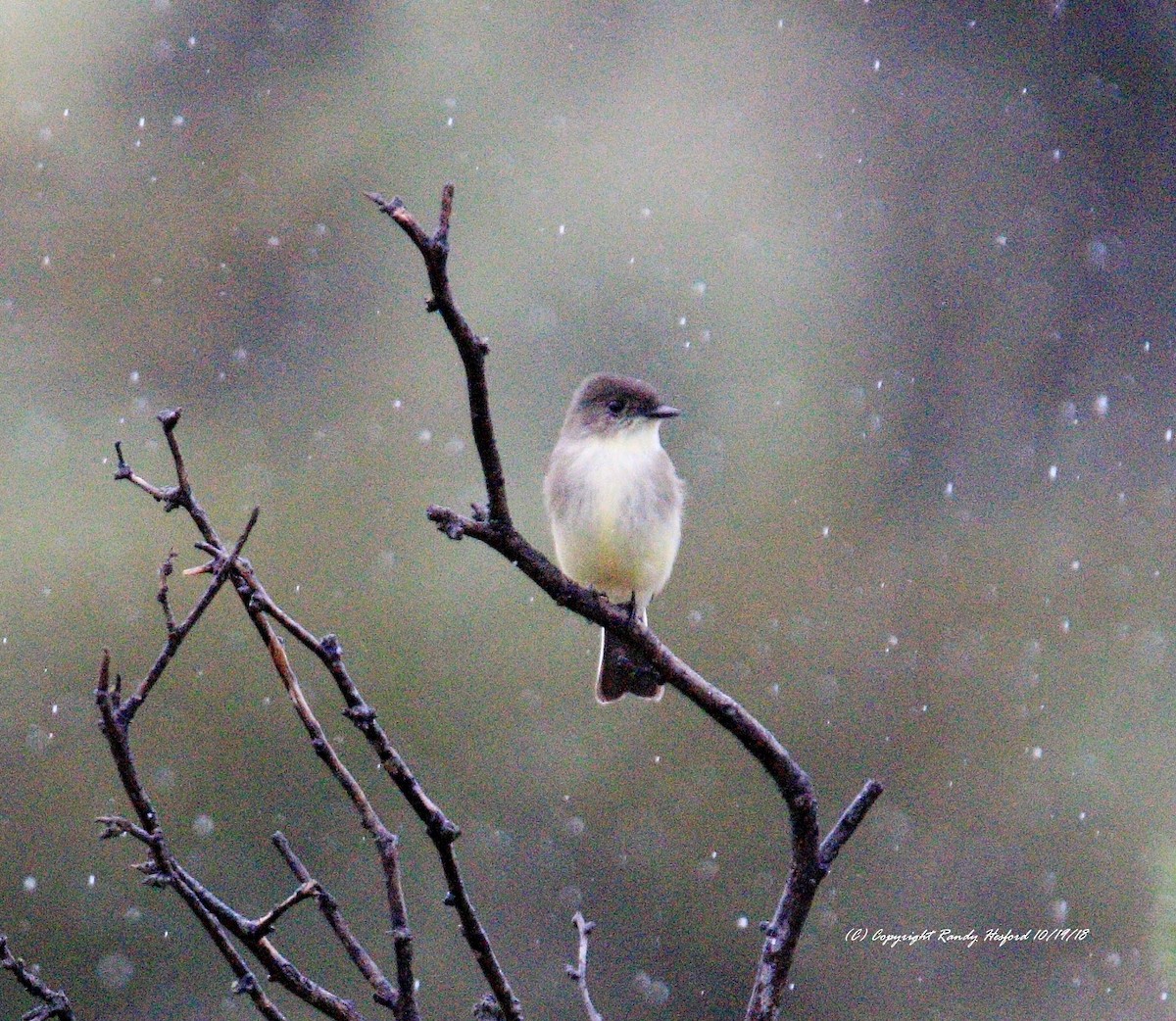 Eastern Phoebe - ML119596921