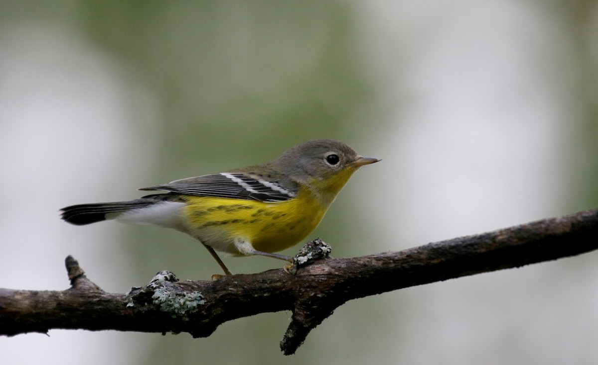 Magnolia Warbler - ML119597231