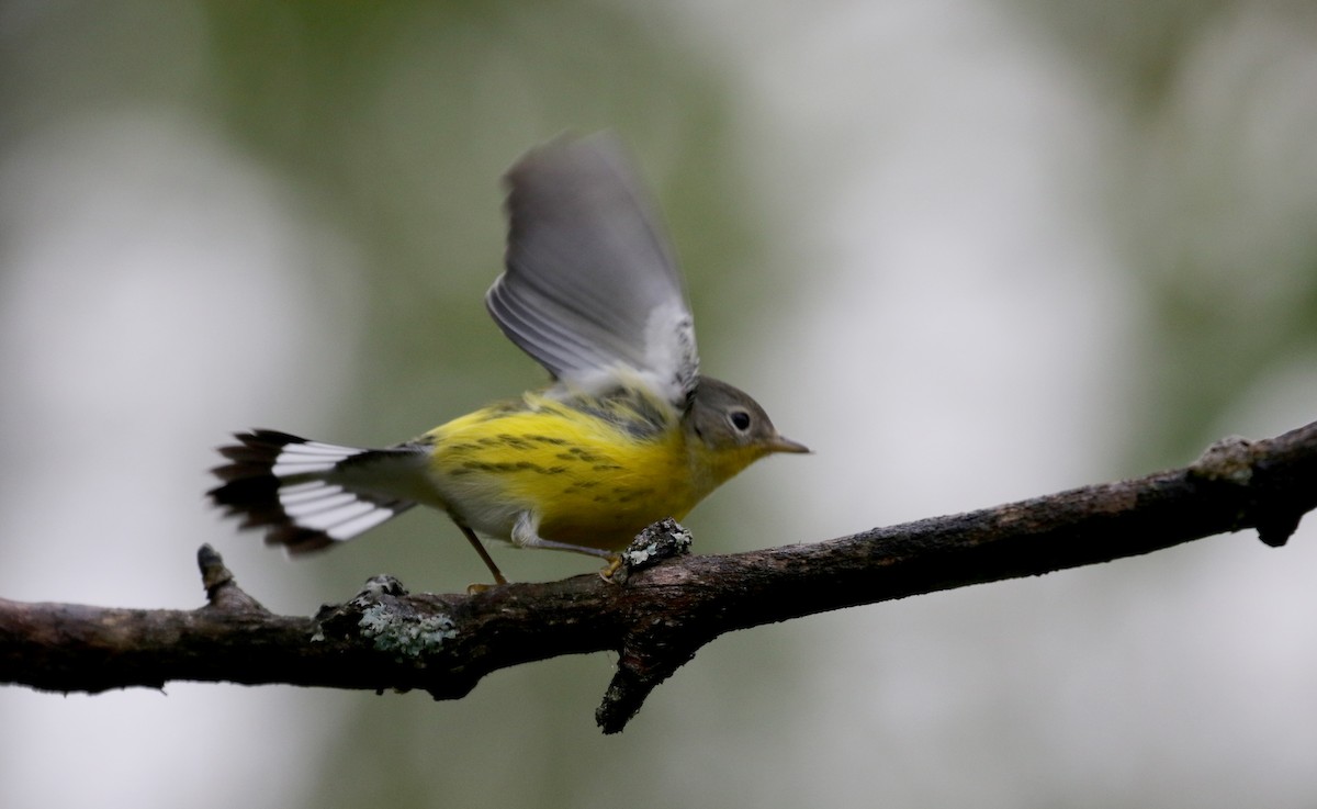 Magnolia Warbler - Jay McGowan