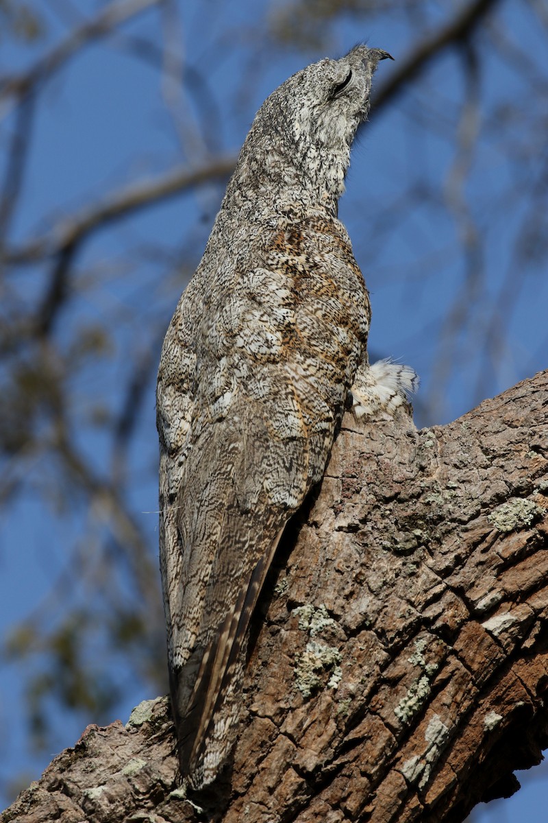 Great Potoo - Matthew Grube