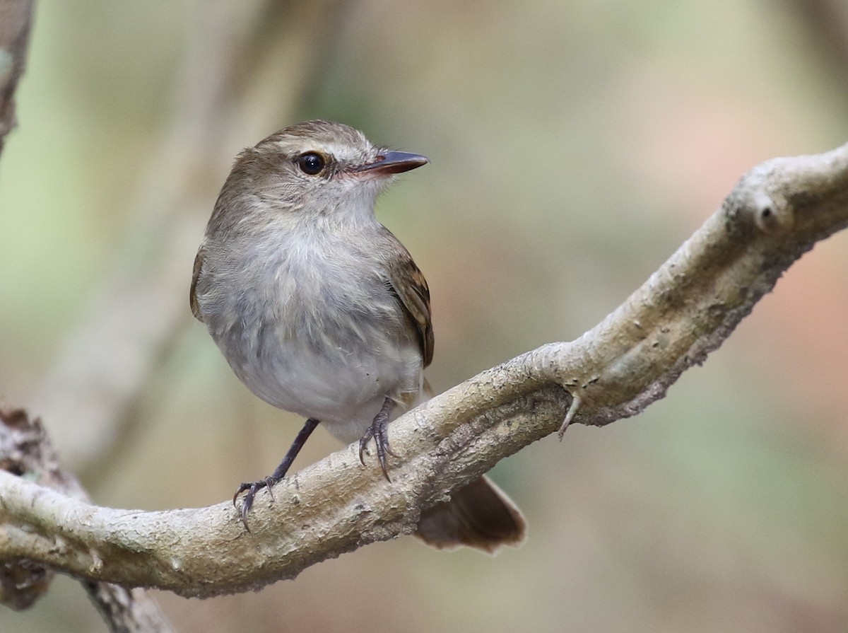 Fuscous Flycatcher - ML119599171