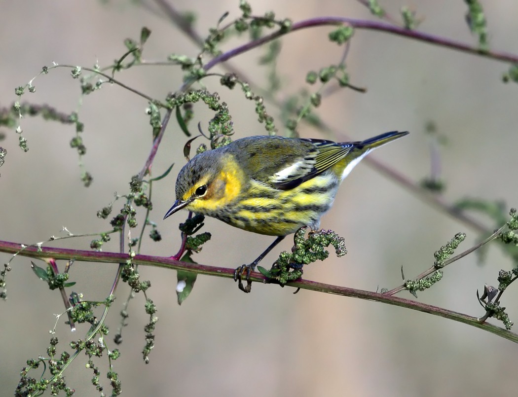 Cape May Warbler - Tom Murray