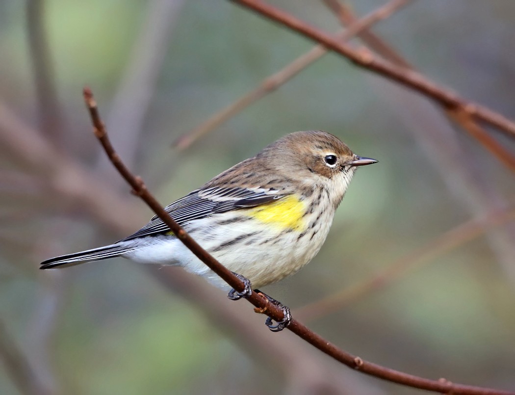 Yellow-rumped Warbler (Myrtle) - Tom Murray