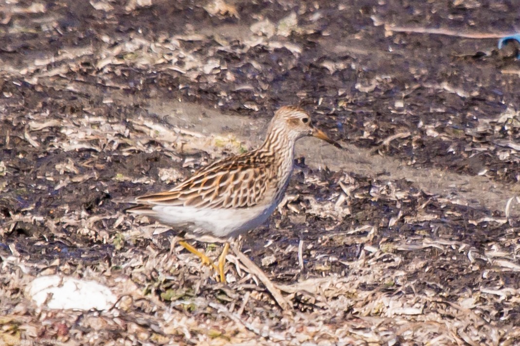 Орог элсэг - ML119599821