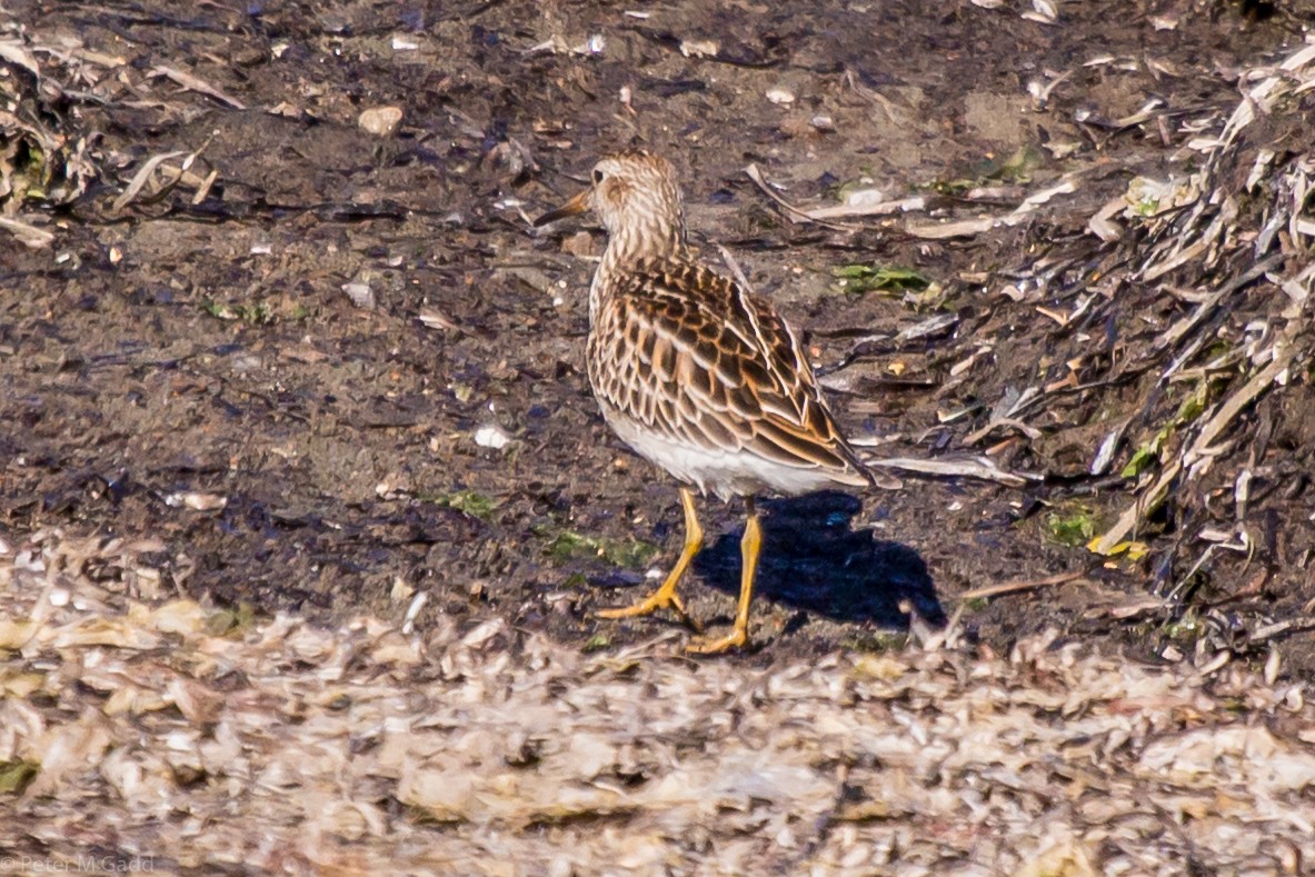 Орог элсэг - ML119599831