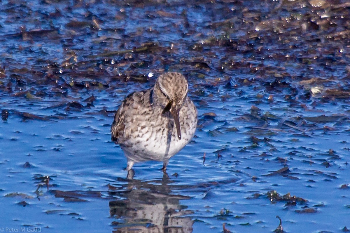 White-rumped Sandpiper - ML119599911