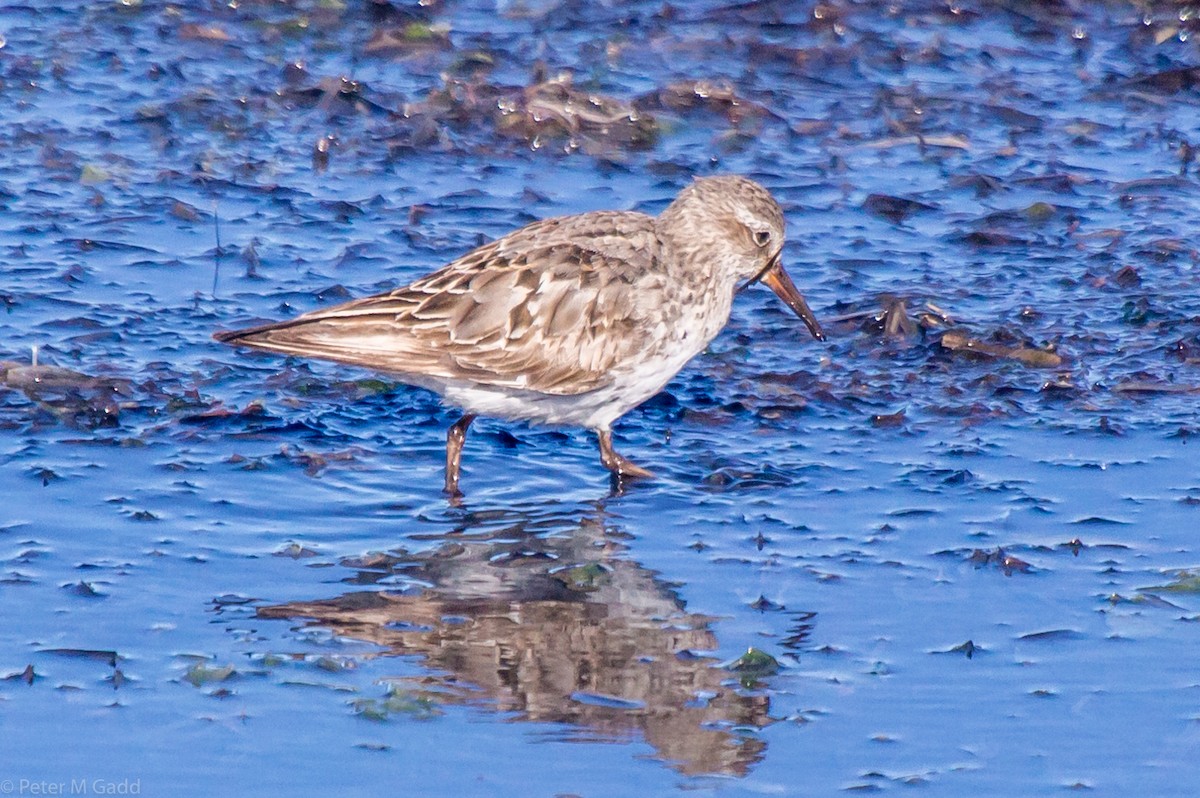 White-rumped Sandpiper - ML119599921
