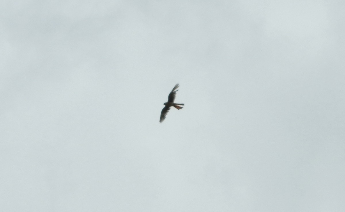 American Kestrel - ML119601171