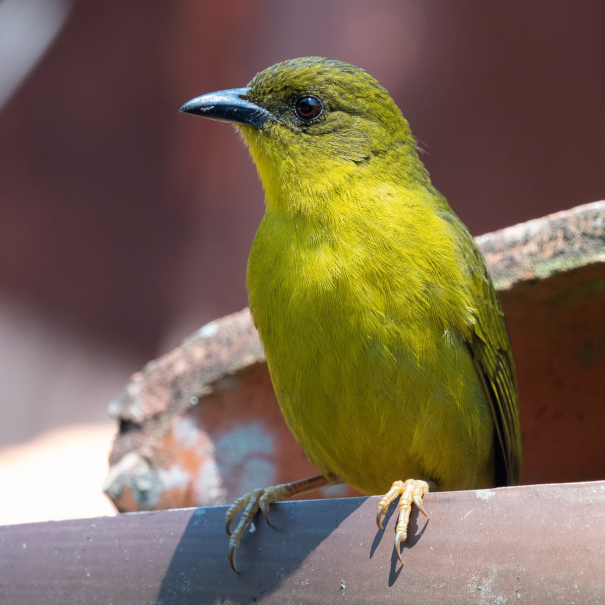 Olive-green Tanager - Cedric Bear