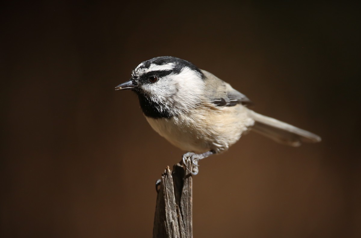 Mountain Chickadee - ML119603961
