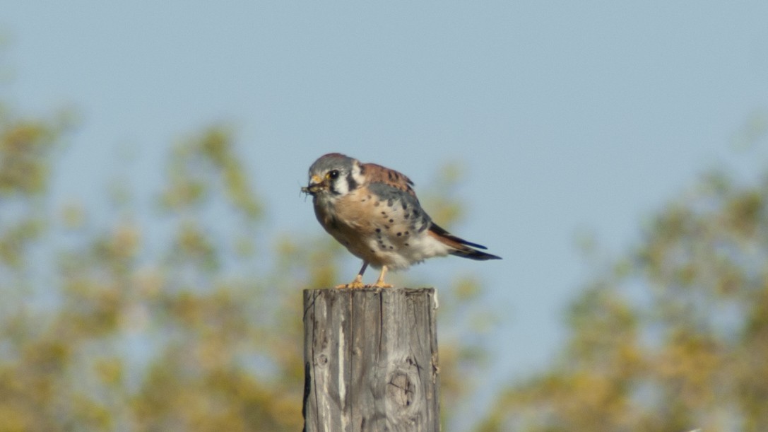 American Kestrel - ML119604891