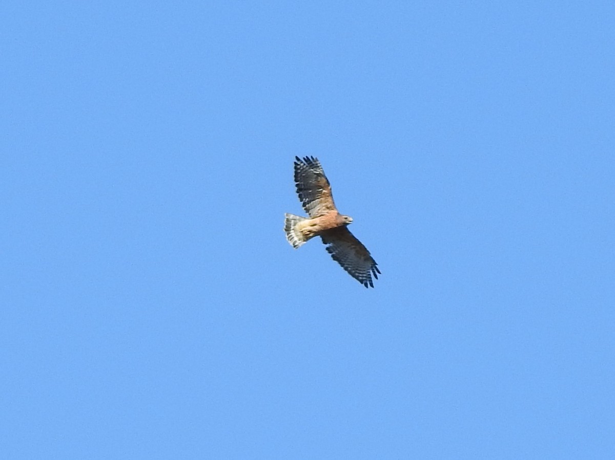 Red-shouldered Hawk - ML119605361