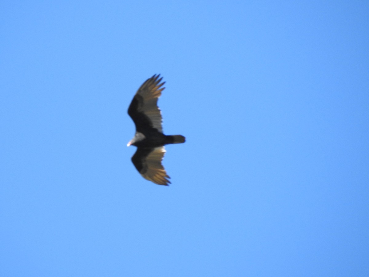 Turkey Vulture - ML119605431