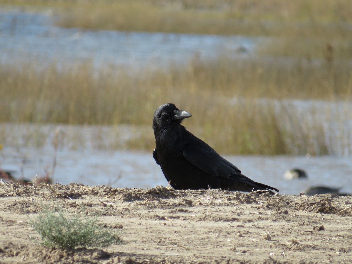 Common Raven - ML119606981