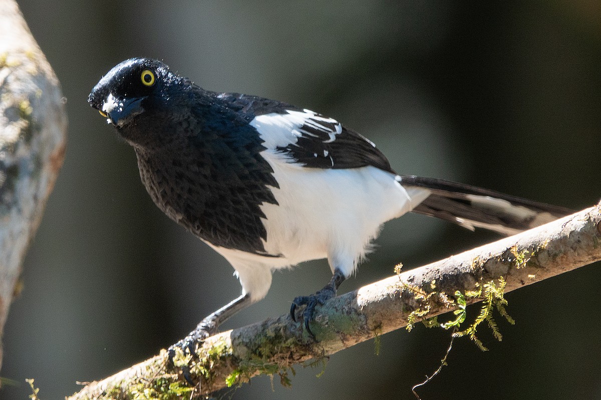 Magpie Tanager - Cedric Bear