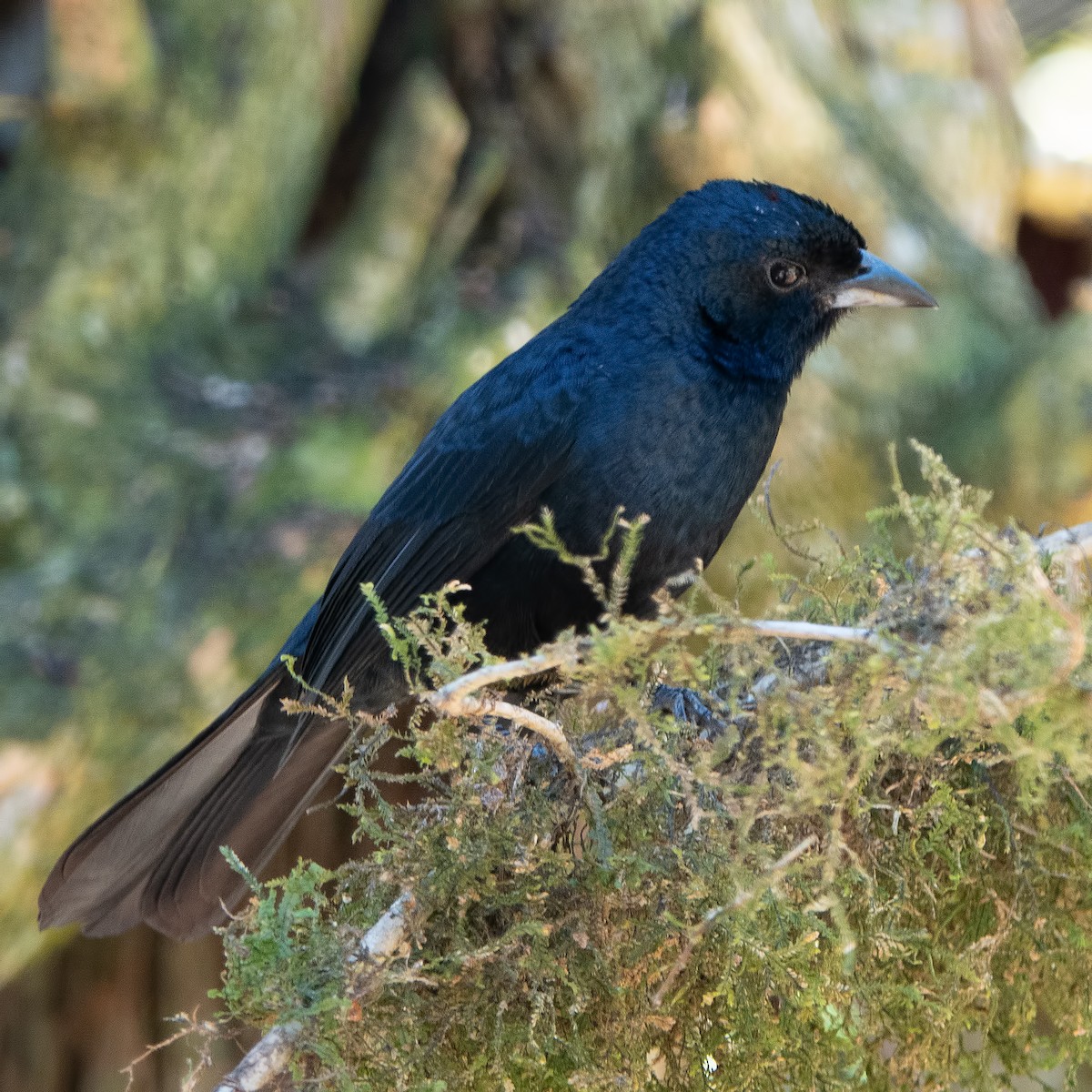 Ruby-crowned Tanager - Cedric Bear