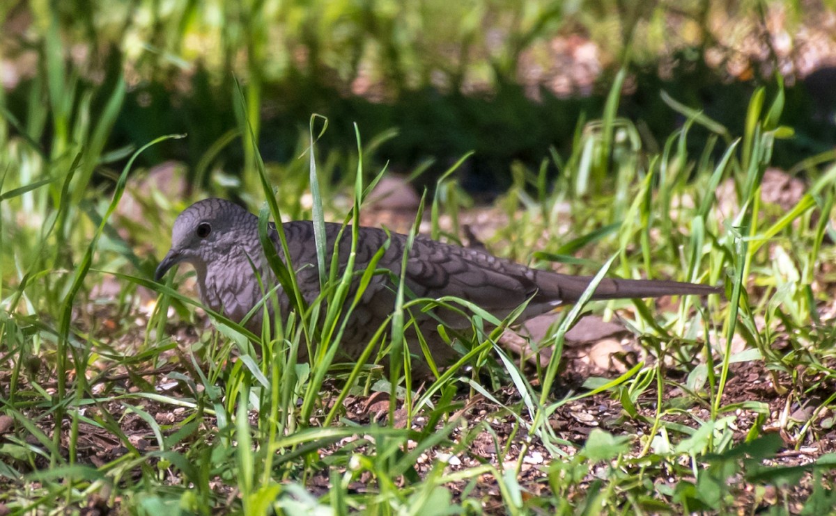 Inca Dove - ML119609211