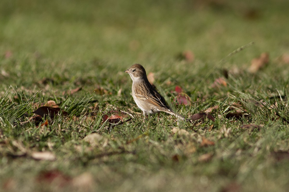 Brewer's Sparrow - ML119609781