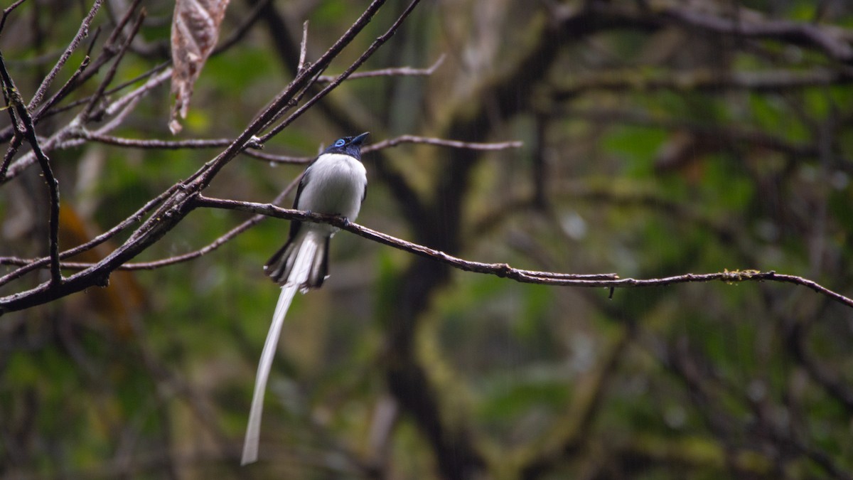 Malagasy Paradise-Flycatcher - ML119610071