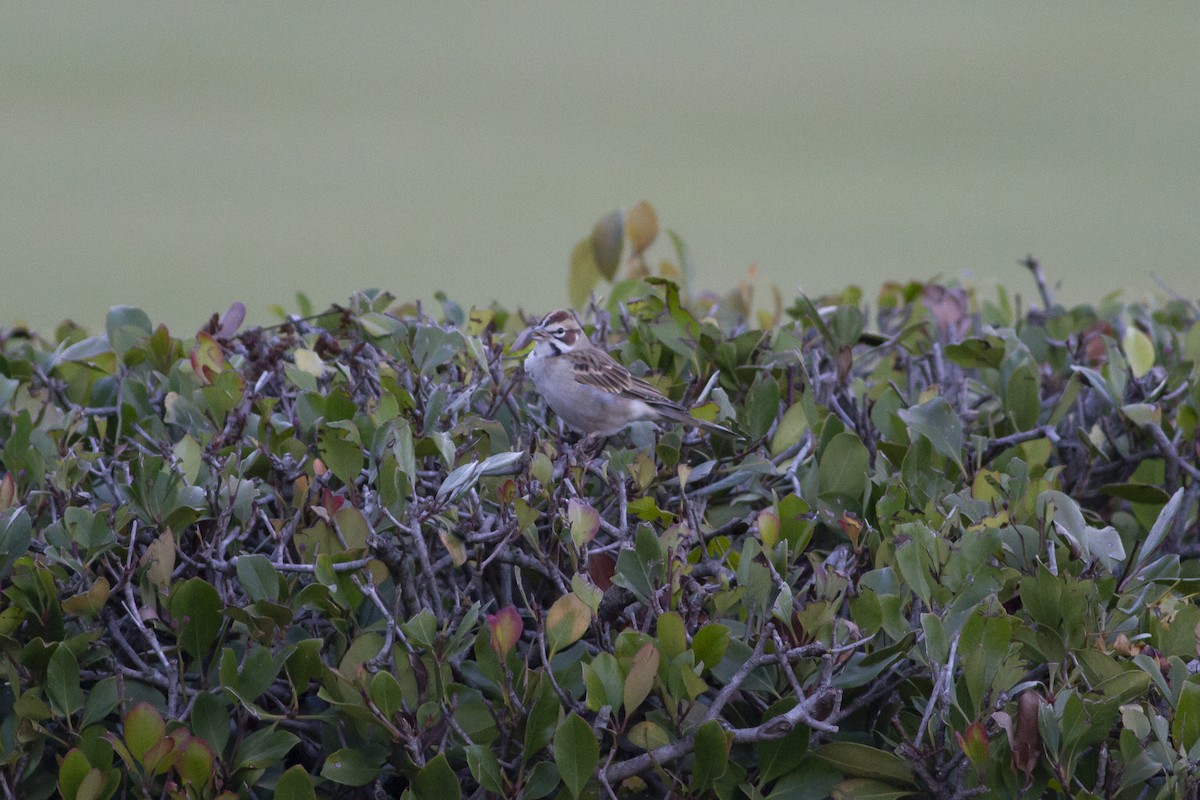 Lark Sparrow - ML119610161