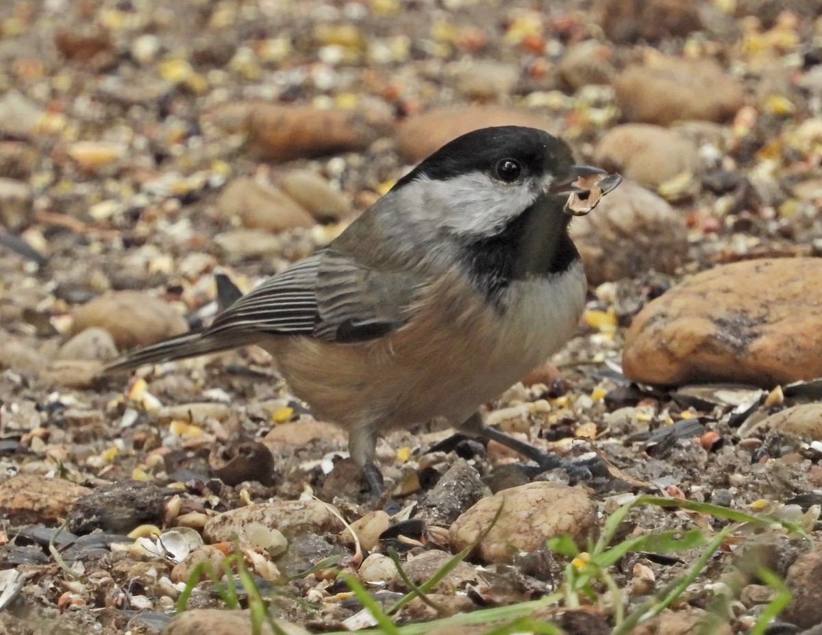 Mésange de Caroline ou M. à tête noire - ML119612421